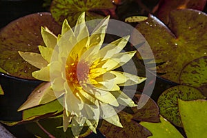 Beautiful blooming yellow lotus flower with water lilies in natural evening light