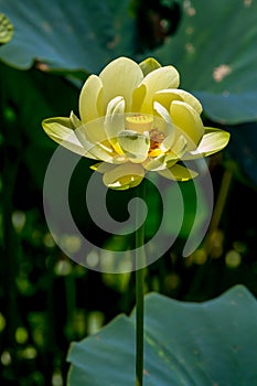 A Beautiful Blooming Yellow Lotus Water Lily Pad Flower