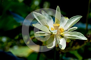 A Beautiful Blooming Yellow Lotus Wildflower