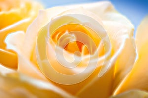 Beautiful blooming yellow rose flower