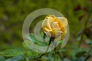 A Beautiful Blooming Yellow Rose With Splashed Water On It