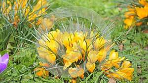 Beautiful blooming yellow saffron or crocus in spring garden