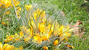 Beautiful blooming yellow saffron or crocus in spring garden