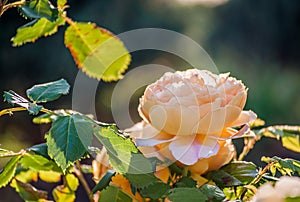 Beautiful blooming yellow shrub roses bushes.on summer.