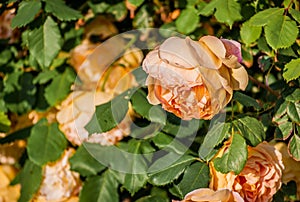 Beautiful blooming yellow shrub roses bushes.on summer.