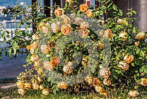 Beautiful blooming yellow shrub roses bushes.on summer.