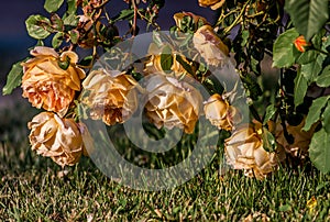 Beautiful blooming yellow shrub roses bushes.on summer.