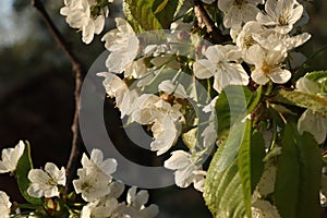 A beautiful blooms of plum tree in summer times. A many blossoms in golden light.