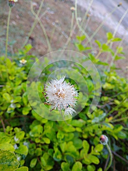 Beautiful BLOOSM flower with water drops morning DEW