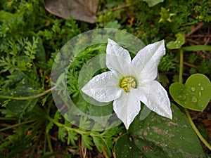 Beautiful BLOOSM WHITE flower blooming