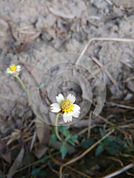 Beautiful BLOOSM WHITE flower in Indian park garden