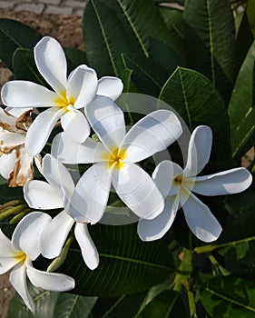 Beautiful BLOOSM WHITE flowers bouquet