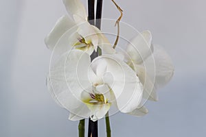 Beautiful bloosom white orchid macro picture