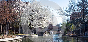 Beautiful blossom Bradford Pear trees along canal with outdoor string lights overhead decoration, Bricktown, Entertainment photo