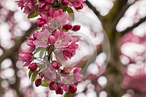 Beautiful Blossom Cluster