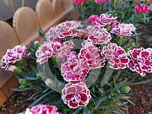 beautiful blossom Dianthus caryophyllus flower in the garden. photo