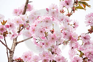 Beautiful blossom of Japanese cherry tree fresh spring background