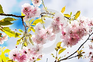 Beautiful blossom of Japanese cherry tree fresh spring background