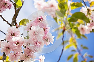 Beautiful blossom of Japanese cherry tree fresh spring background