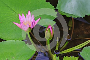 Beautiful blossom lotus flower in Thailand
