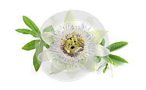 Beautiful blossom of Passiflora plant passion fruit with green leaves on white background