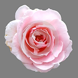 Beautiful blossom pink rose isolated on gray