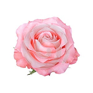 beautiful blossom pink rose isolated on white background included clipping path