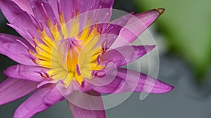The Beautiful blossom purple lotus closeup