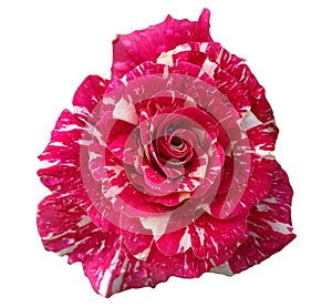 Beautiful blossom red marble shade rose isolated on white