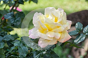 Beautiful blossom rose.