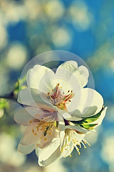 Beautiful blossom tree. Nature scene with sun on Sunny day. Spring flowers. Abstract blurred background in Springtime.