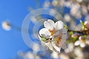 Beautiful blossom tree. Nature scene with sun on Sunny day. Spring flowers. Abstract blurred background in Springtime.