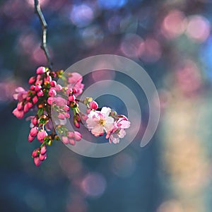 Beautiful blossom tree. Nature scene with sun on Sunny day. Spring flowers. Abstract blurred background in Springtime