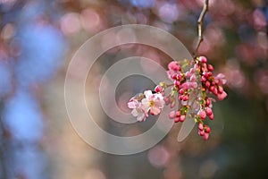 Beautiful blossom tree. Nature scene with sun on Sunny day. Spring flowers. Abstract blurred background in Springtime