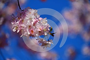 Beautiful blossom tree. Nature scene with sun on Sunny day. Spring flowers. Abstract blurred background in Springtime