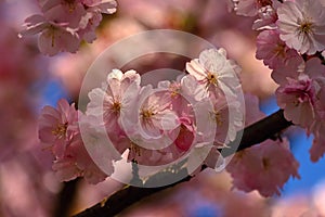 Beautiful blossom tree. Nature scene with sun on Sunny day. Spring flowers. Abstract blurred background in Springtime