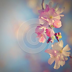 Beautiful blossom tree. Nature scene with sun on Sunny day. Spring flowers. Abstract blurred background in Springtime