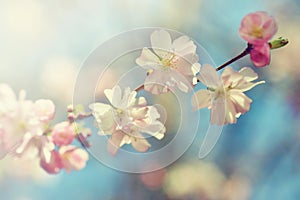 Beautiful blossom tree. Nature scene with sun on Sunny day. Spring flowers. Abstract blurred background in Springtime.