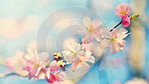 Beautiful blossom tree. Nature scene with sun on Sunny day. Spring flowers. Abstract blurred background in Springtime.