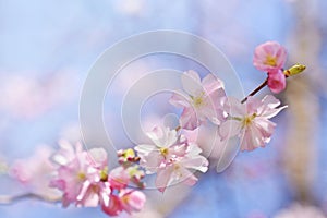 Beautiful blossom tree. Nature scene with sun on Sunny day. Spring flowers. Abstract blurred background in Springtime.