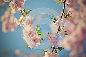 Beautiful blossom tree. Nature scene with sun on Sunny day. Spring flowers. Abstract blurred background in Springtime.