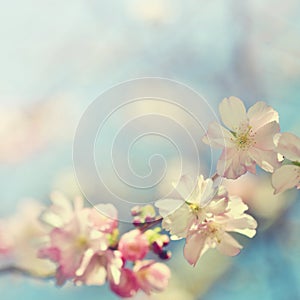 Beautiful blossom tree. Nature scene with sun on Sunny day. Spring flowers. Abstract blurred background in Springtime.