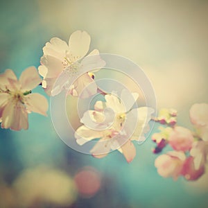 Beautiful blossom tree. Nature scene with sun on Sunny day. Spring flowers. Abstract blurred background in Springtime.