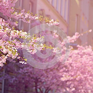 Beautiful blossom tree. Nature scene with sun on Sunny day. Spring flowers. Abstract blurred background in Springtime.