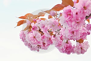 Beautiful blossom tree. Nature scene with sun on Sunny day. Spring flowers. Abstract blurred background in Springtime.