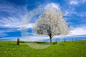 beautiful blossom tree on spring meadow during sunny day