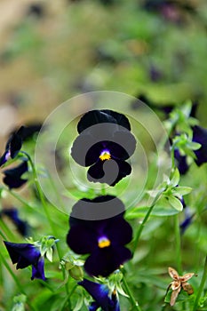 Beautiful blossomed black Pansy violet