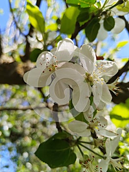Beautiful blossoming apple tree.
