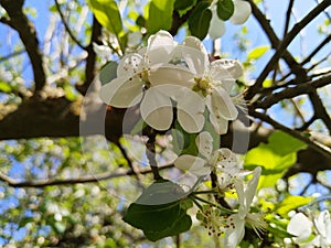 Beautiful blossoming apple tree.