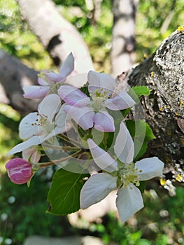 Beautiful blossoming apple tree.